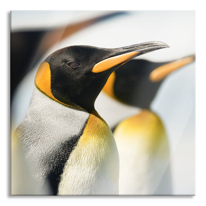 Pixxprint Pinguine, Glasbild Quadratisch