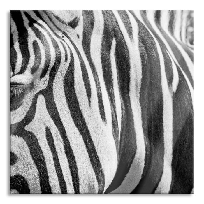 Zebra Porträt, Glasbild Quadratisch