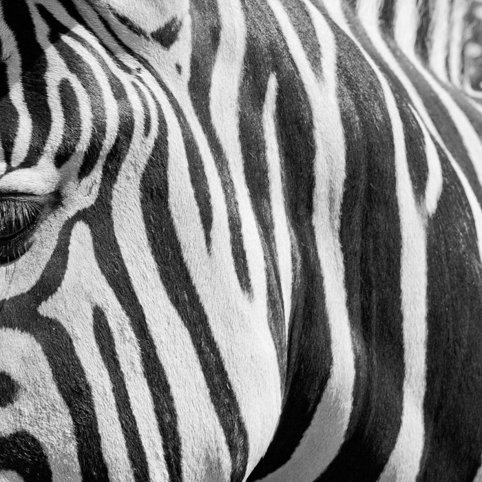 Zebra Porträt, Glasbild Quadratisch