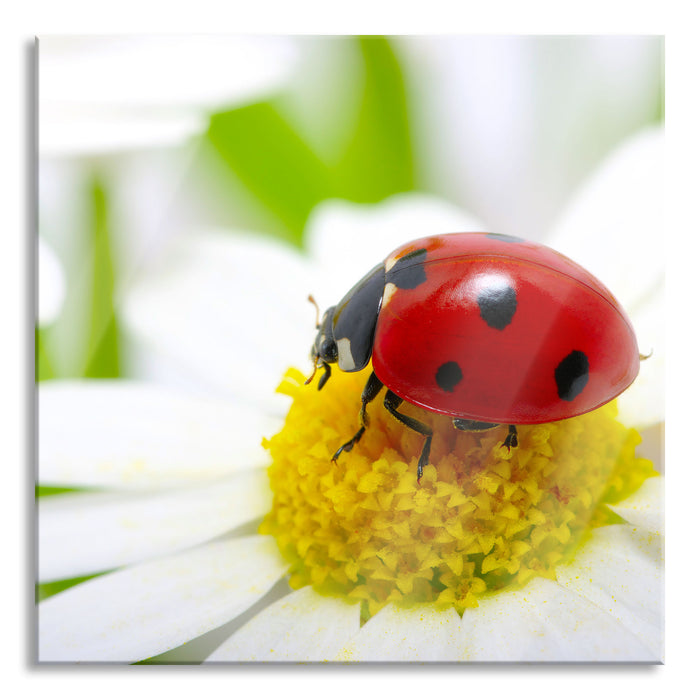 Pixxprint Marienkäfer auf Gänseblümchen, Glasbild Quadratisch