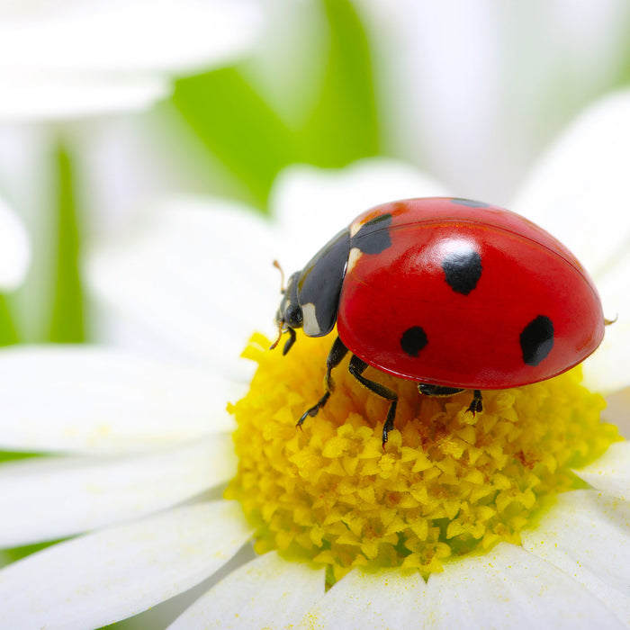 Marienkäfer auf Gänseblümchen, Glasbild Quadratisch