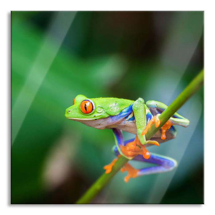 Grüner kleiner Frosch auf Ast, Glasbild Quadratisch