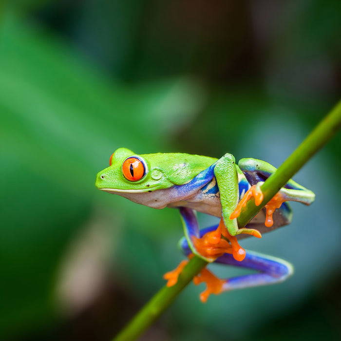 Grüner kleiner Frosch auf Ast, Glasbild Quadratisch