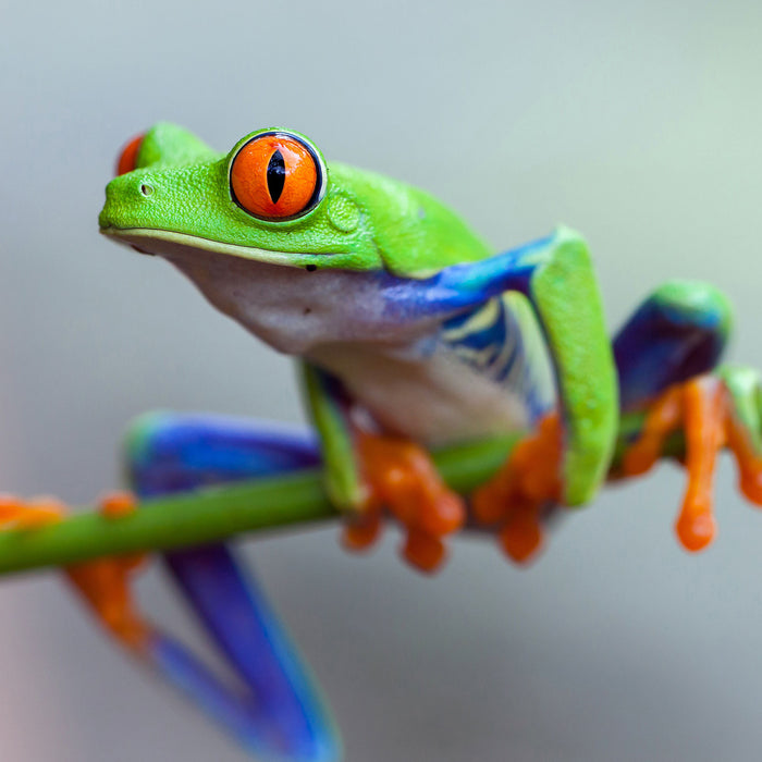 Grüner Frosch auf Ast, Glasbild Quadratisch