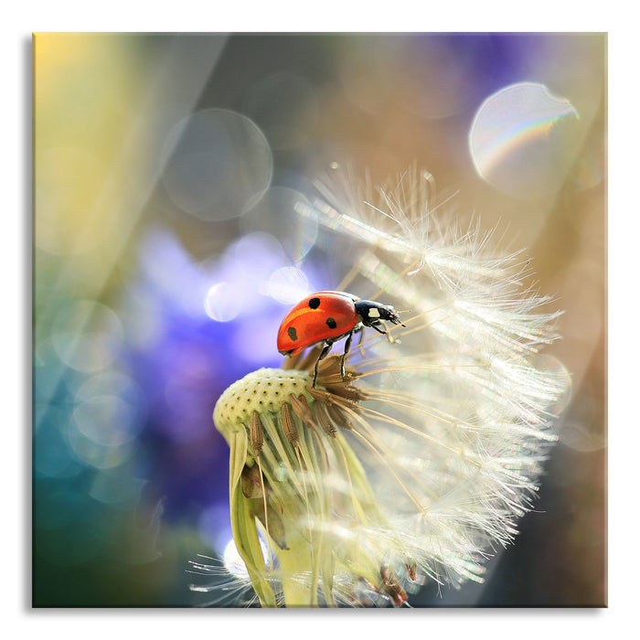 Pixxprint Marienkäfer auf Pusteblume, Glasbild Quadratisch