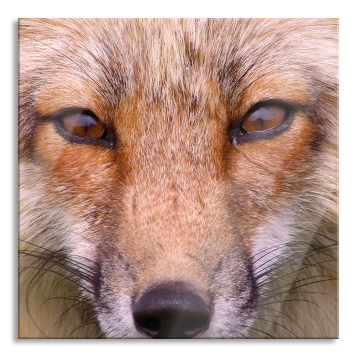 Pixxprint Fuchs Porträt, Glasbild Quadratisch