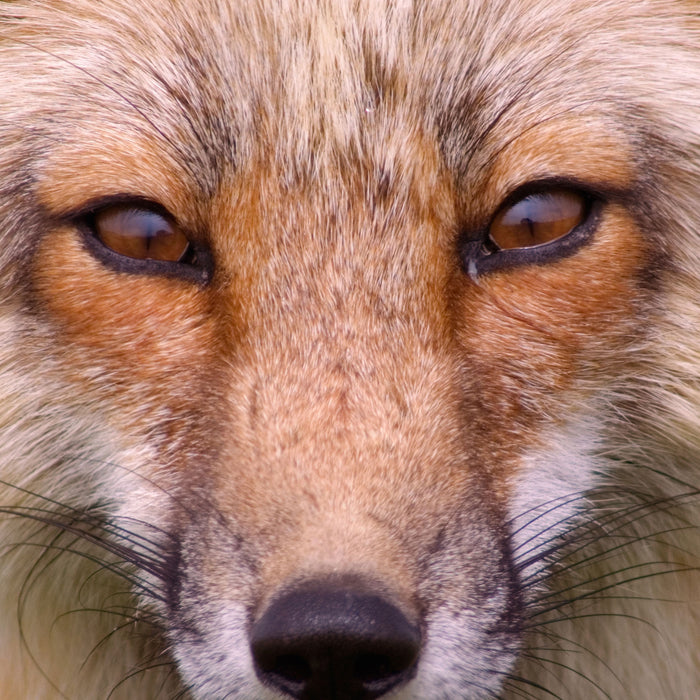 Fuchs Porträt, Glasbild Quadratisch