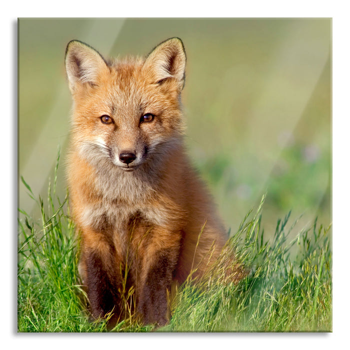 Pixxprint Kleiner Fuchs, Glasbild Quadratisch