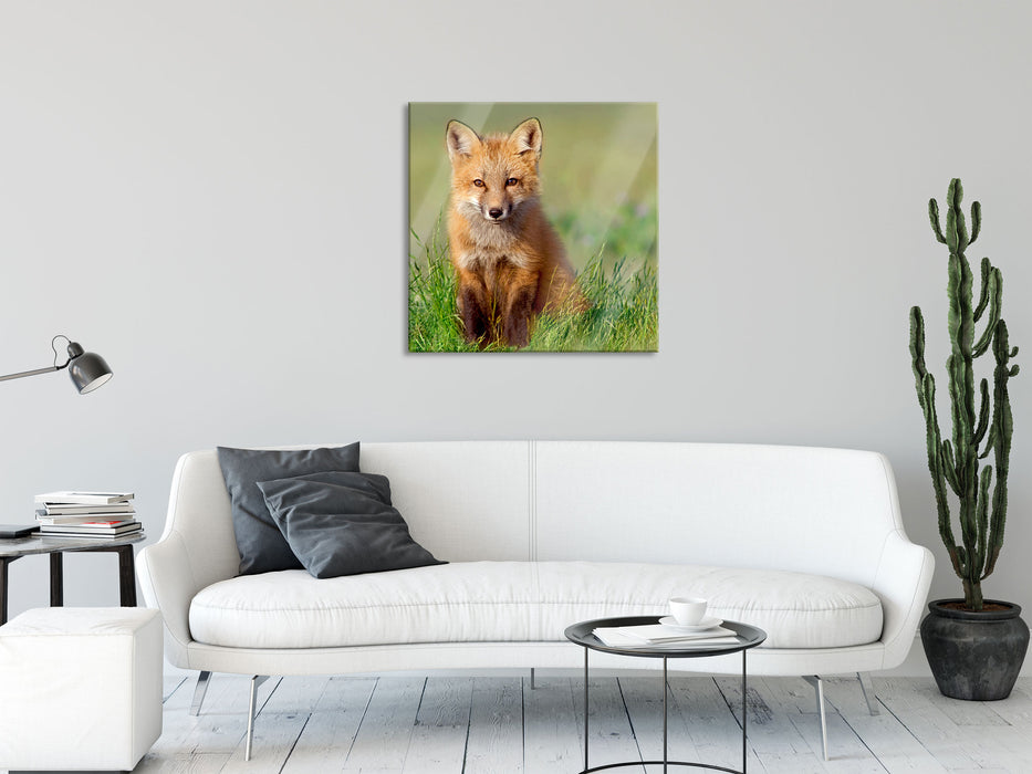 Kleiner Fuchs, Glasbild Quadratisch