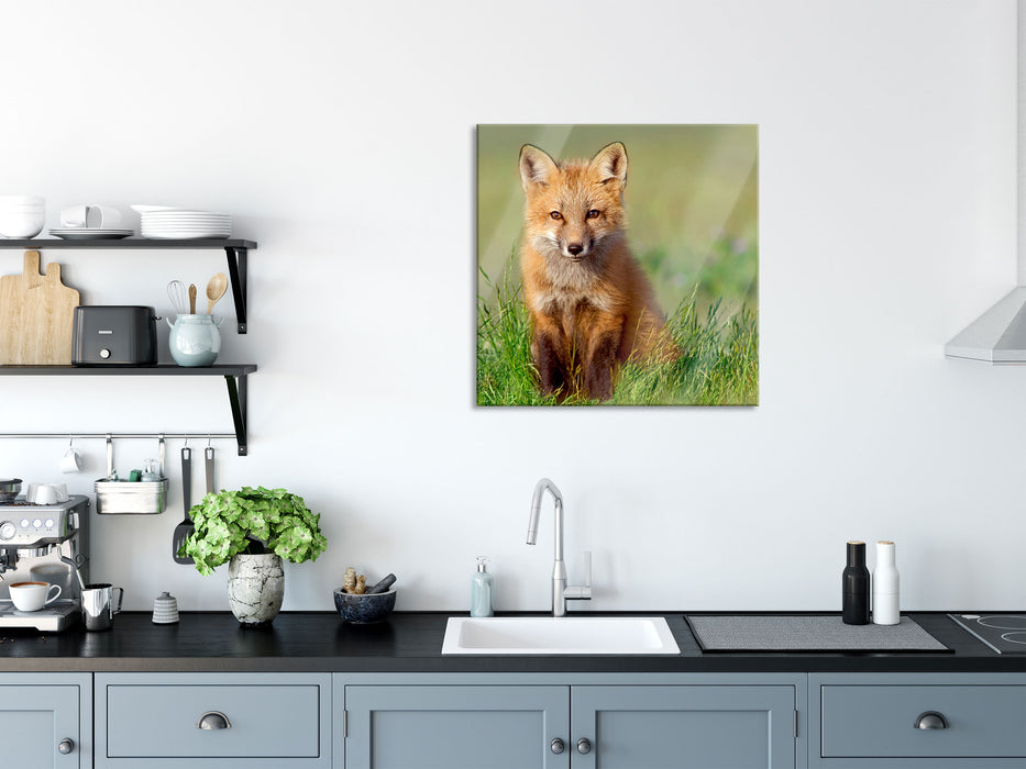 Kleiner Fuchs, Glasbild Quadratisch