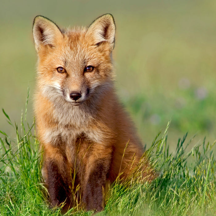 Kleiner Fuchs, Glasbild Quadratisch