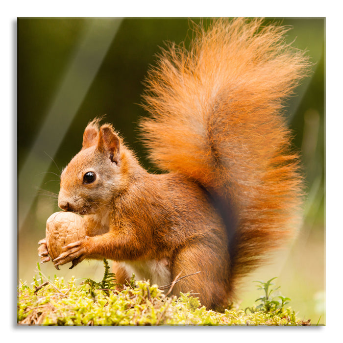 Eichhörnchen mit Nuss, Glasbild Quadratisch