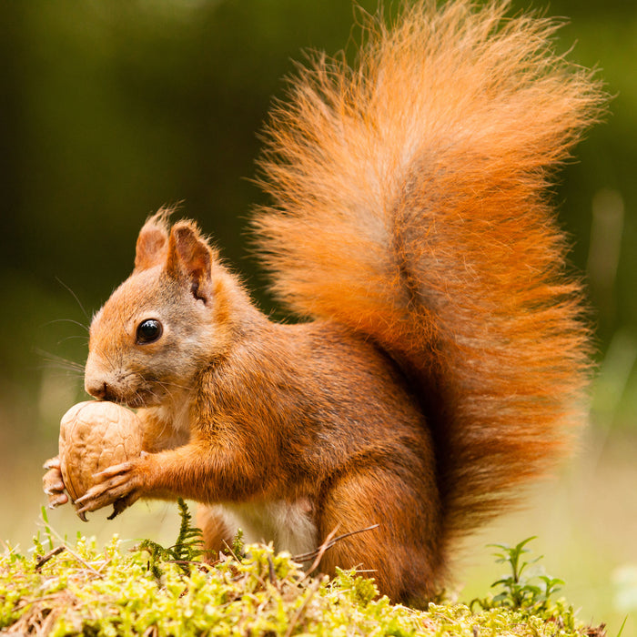 Eichhörnchen mit Nuss, Glasbild Quadratisch