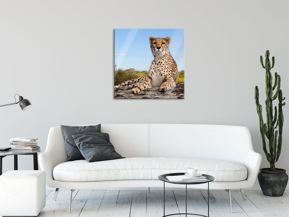 Gepard in Savanne, Glasbild Quadratisch