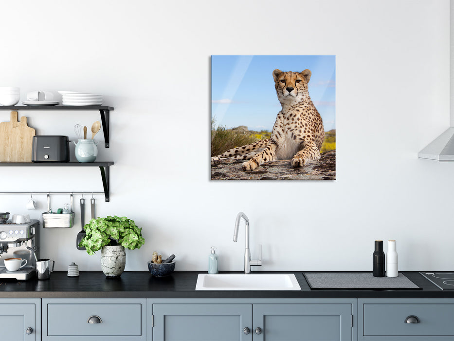 Gepard in Savanne, Glasbild Quadratisch