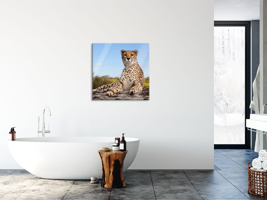 Gepard in Savanne, Glasbild Quadratisch