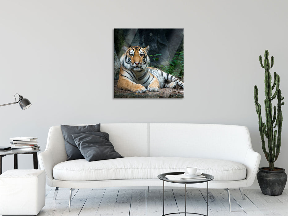 Liegender Tiger, Glasbild Quadratisch