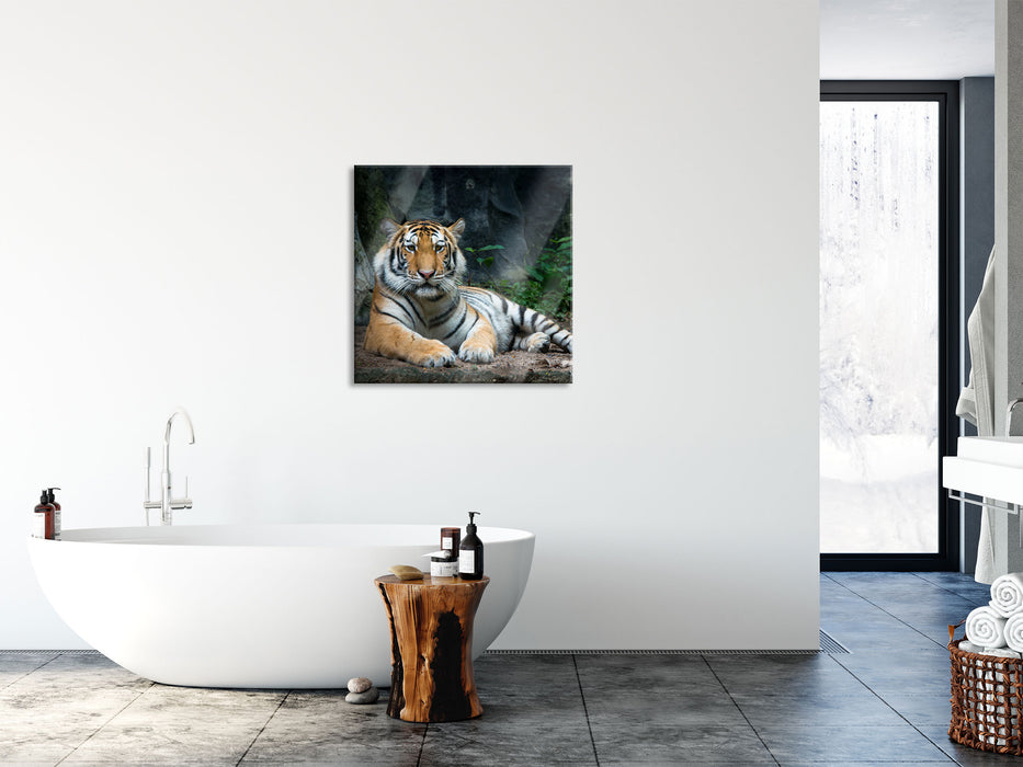 Liegender Tiger, Glasbild Quadratisch