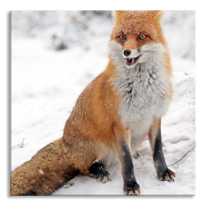 Pixxprint Fuchs im Schnee, Glasbild Quadratisch