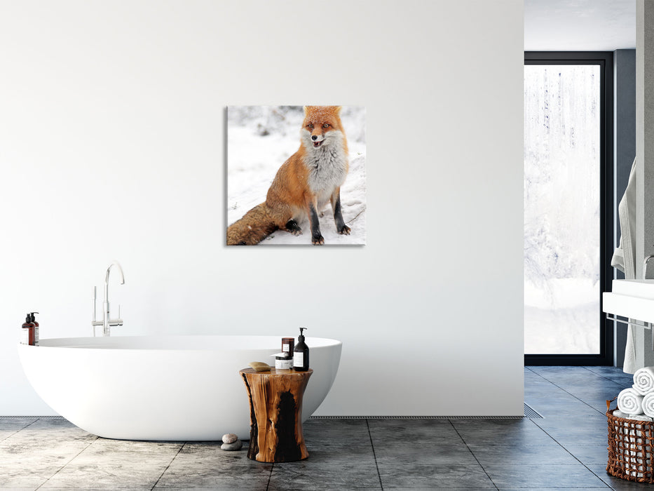 Fuchs im Schnee, Glasbild Quadratisch