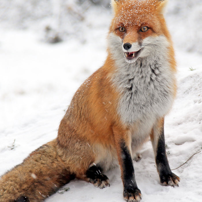 Fuchs im Schnee, Glasbild Quadratisch