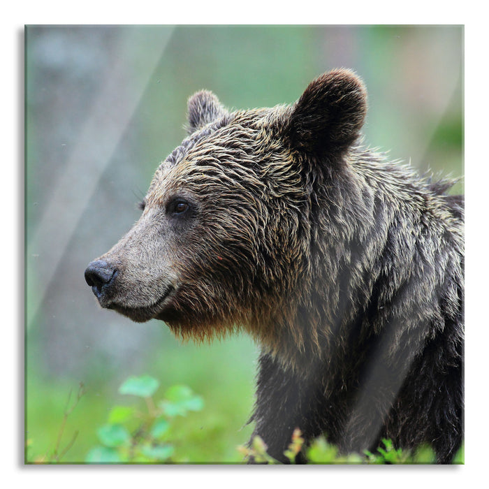 Kleiner Bär, Glasbild Quadratisch