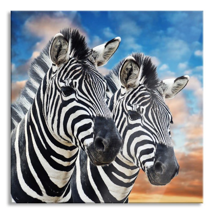 Zebra Pärchen, Glasbild Quadratisch