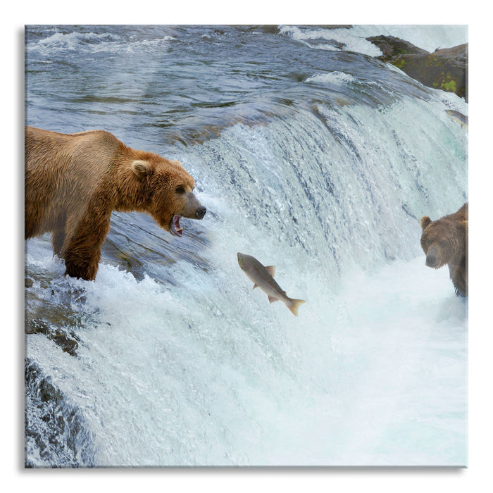 Pixxprint Bären fangen Lachs, Glasbild Quadratisch