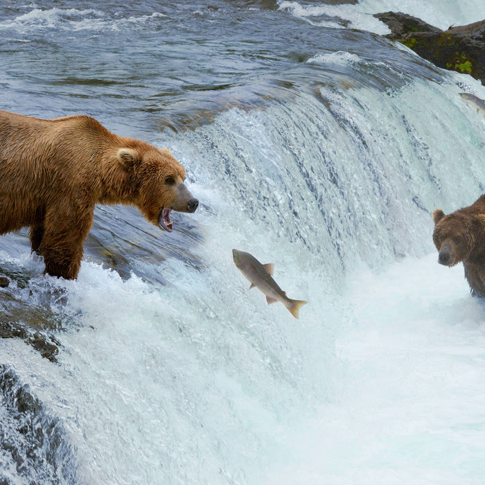 Bären fangen Lachs, Glasbild Quadratisch