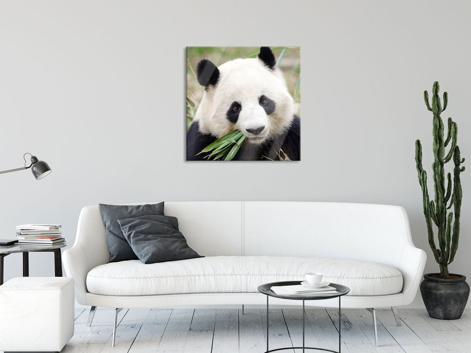 Pandabär frisst Bambus, Glasbild Quadratisch