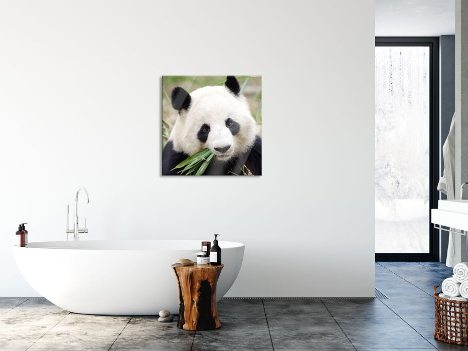 Pandabär frisst Bambus, Glasbild Quadratisch