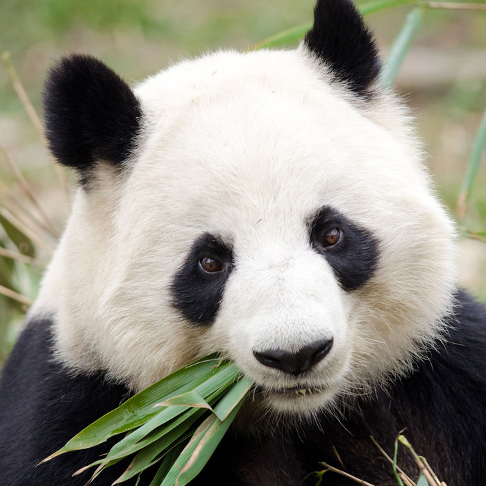 Pandabär frisst Bambus, Glasbild Quadratisch