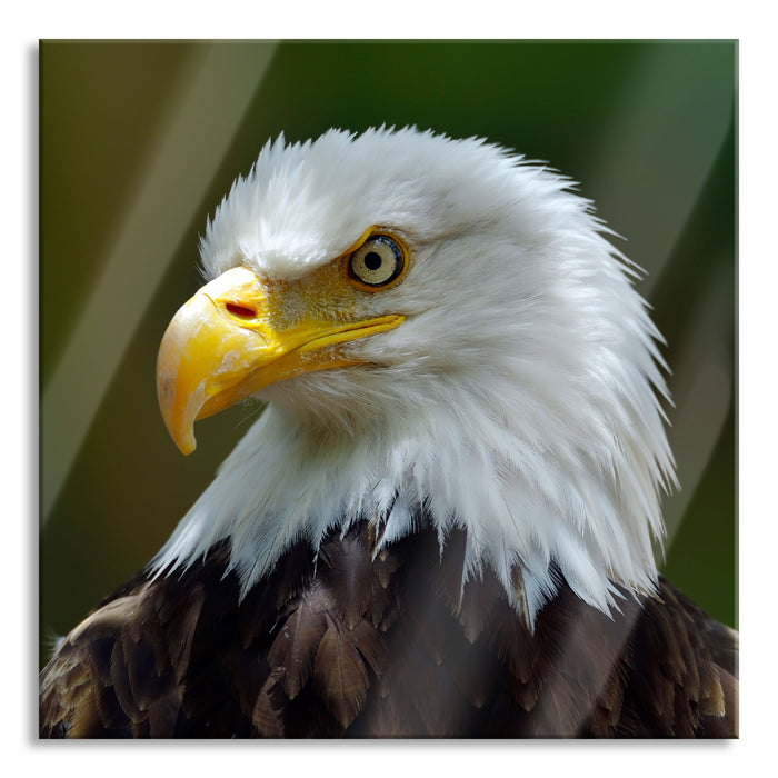 Pixxprint Mächtiger Weißkopfseeadler, Glasbild Quadratisch