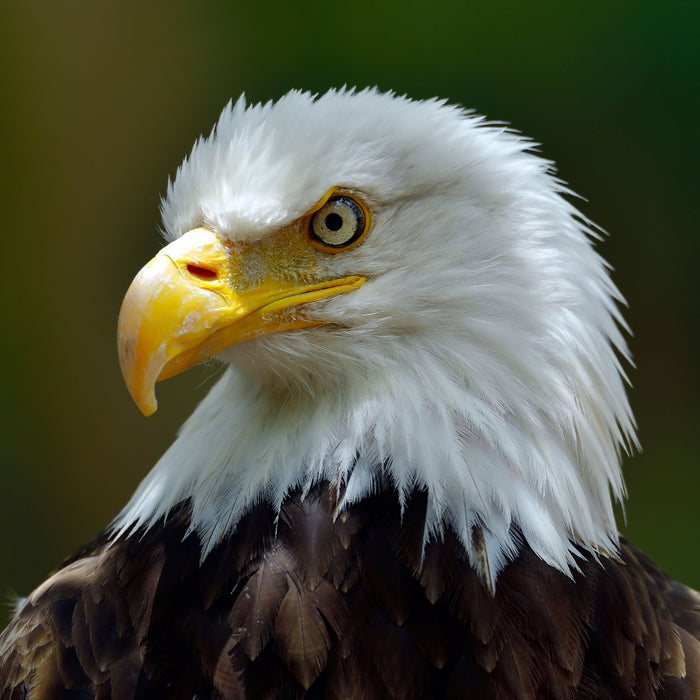 Mächtiger Weißkopfseeadler, Glasbild Quadratisch