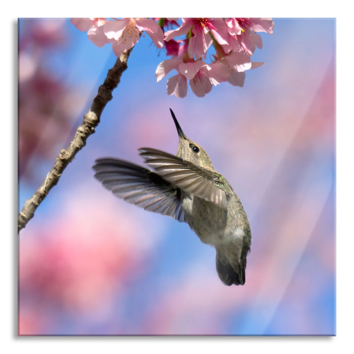 Kolibri an Kirschblüte, Glasbild Quadratisch