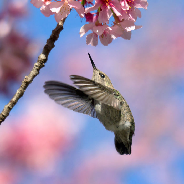 Kolibri an Kirschblüte, Glasbild Quadratisch