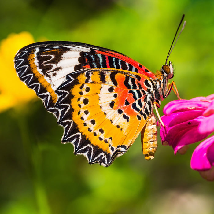 Schmetterling auf Blüte, Glasbild Quadratisch