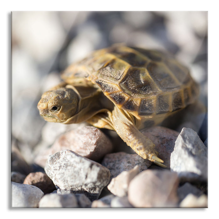 Pixxprint Kleine Schildkröte, Glasbild Quadratisch