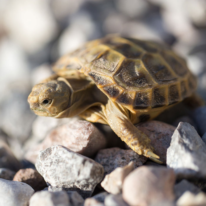 Kleine Schildkröte, Glasbild Quadratisch