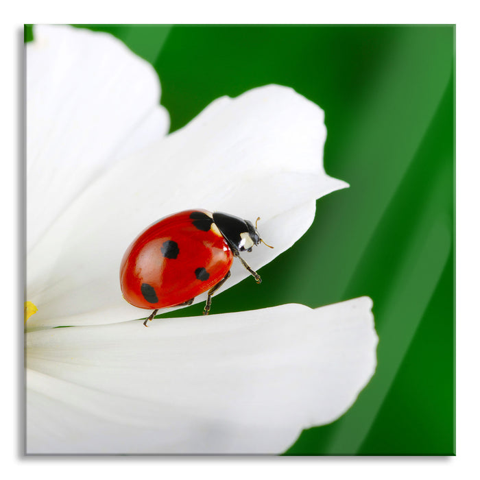 Marienkäfer auf Blüte, Glasbild Quadratisch