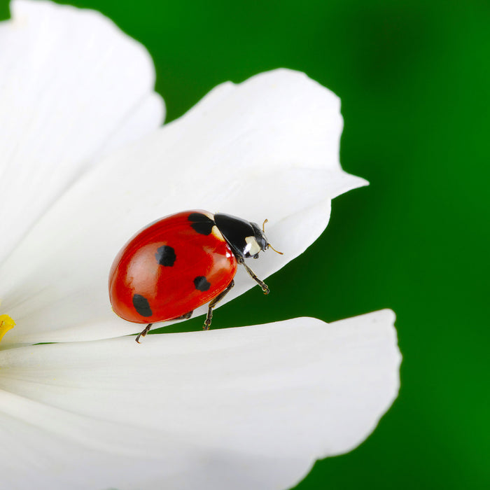 Marienkäfer auf Blüte, Glasbild Quadratisch