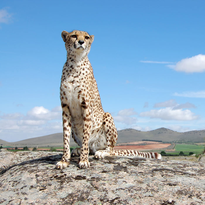 Wachsamer Gepard, Glasbild Quadratisch