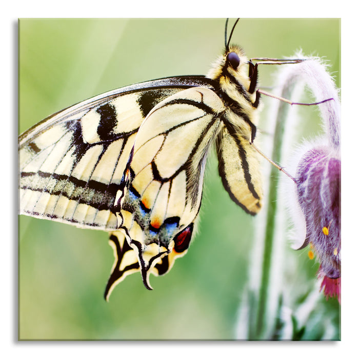 Pixxprint Schmetterling Schwalbenschwanz, Glasbild Quadratisch