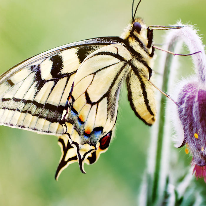 Schmetterling Schwalbenschwanz, Glasbild Quadratisch