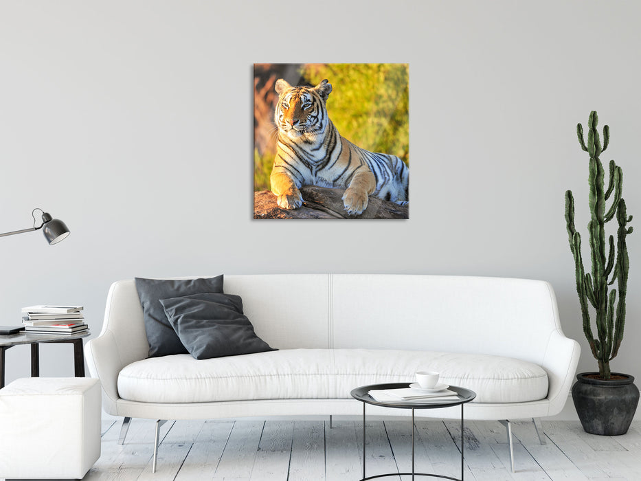 Stolzer Tiger, Glasbild Quadratisch