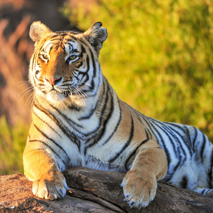 Stolzer Tiger, Glasbild Quadratisch