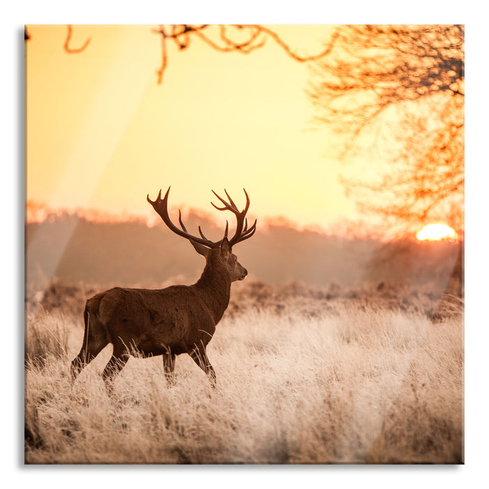 Pixxprint Hirsch im Sonnenuntergang, Glasbild Quadratisch