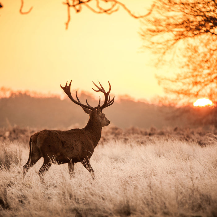 Hirsch im Sonnenuntergang, Glasbild Quadratisch