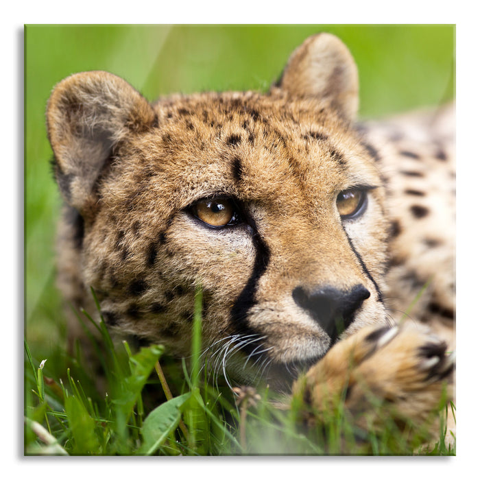 Gepard im Gras, Glasbild Quadratisch