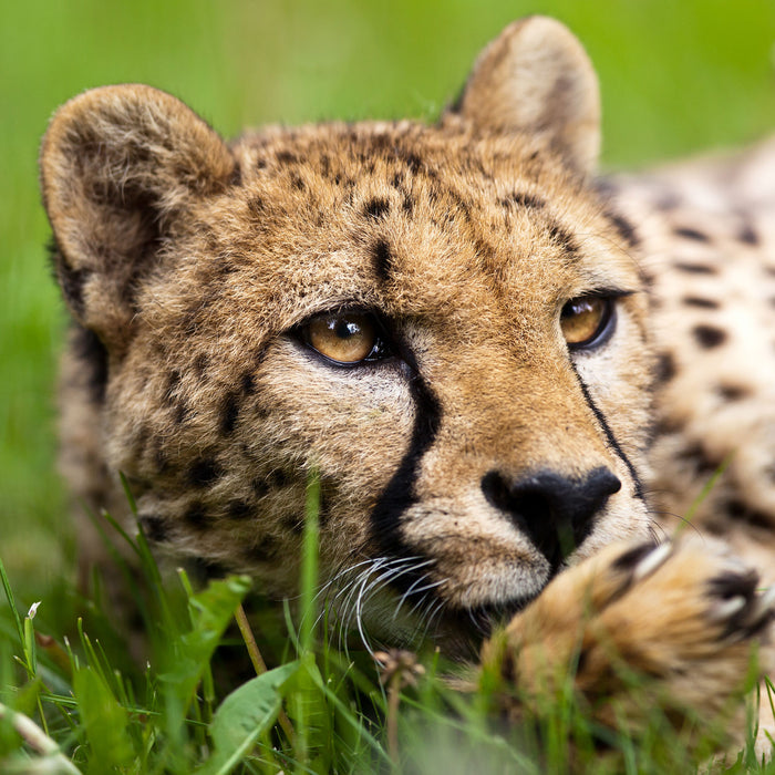 Gepard im Gras, Glasbild Quadratisch